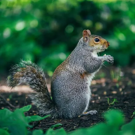 Leniuchowo.lazytown *